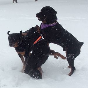 Meet your Posher, Ginisa